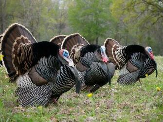 Wild Turkey Desktop Background