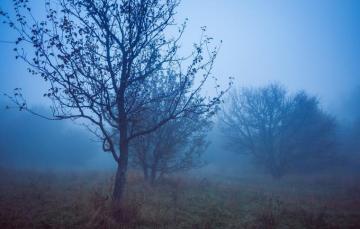 Wallpaper Fog Night Autumn Fall Image For