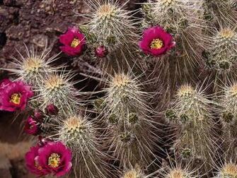 Cactus Flowers