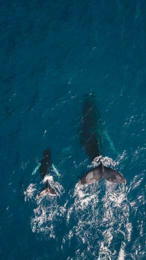 Best Drones For Aerial Photography Updated Ocean