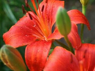 My Asiatic Lily Flowers Wallpaper Image Paos And Pictures For