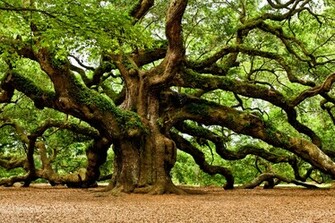 Mystical Angel Oak Tree Louis Dallara Photography