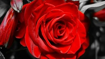 Go Back Image For Black And White Red Rose Wallpaper