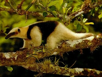 To Fun2shh World Anteater Animal Wallpaper For