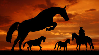 Horse In The Sunset Silhouette Horses Beautiful