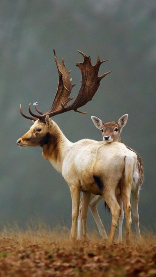 Deer Autumn Cute Animals 4k Wallpaper