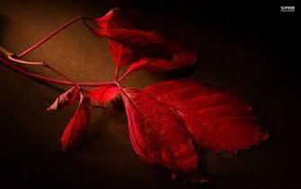 Red Leaf Wallpaper