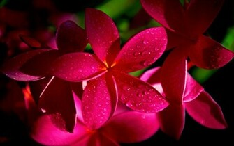 Red Plumeria Flowers Wallpaper HD