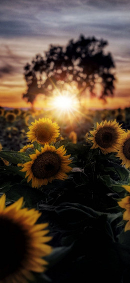 Sunflower Aesthetic Wallpaper