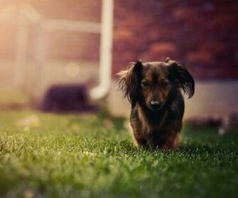 Dachshund Wallpaper For Walls HD Background