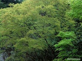 Wallpaper Nature Spring