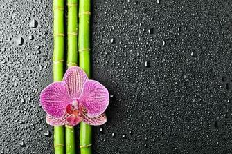 Beautiful HD Flower Wallpaper Designmaz