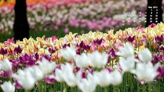 May Calendar Desktop Wallpaper Tulip Time Picture Michigan