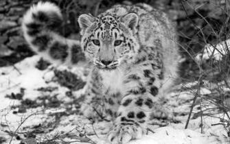 Yoni0505 S Image Collection Black And White Leopard Wallpaper