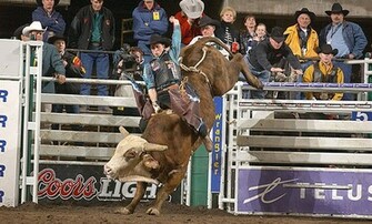 Bull Riding In Spain Group Picture Image By Tag Keywordpictures