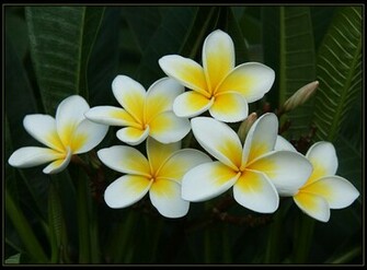 Plumeria Wallpaper White