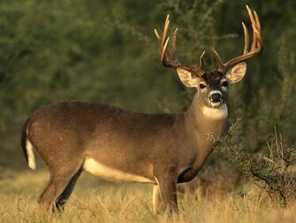 White Tailed Deer Honduras National Animal