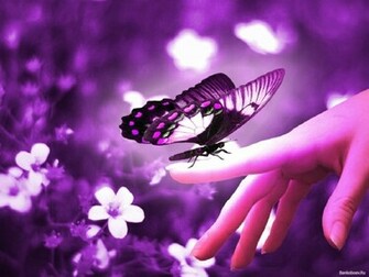 Cute Butterfly In Purple Computer Screen Saver Pc Desktop Wallpaper