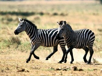 The Best Top Desktop Zebras Wallpaper HD Zebra Jpg