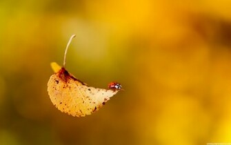 Cute Fall Desktop Wallpaper In HD