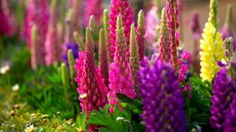 For iPhone Widescreen Photos Background Screensavers Nature