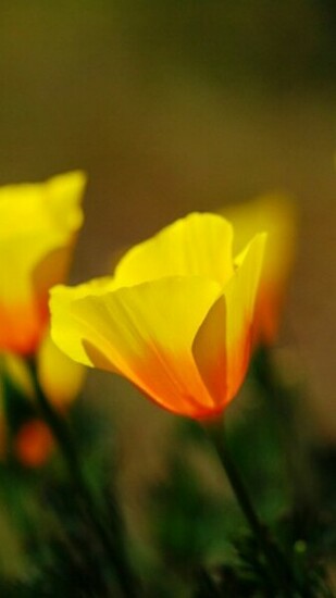 Beautiful Yellow Flowers iPhone Wallpaper HD