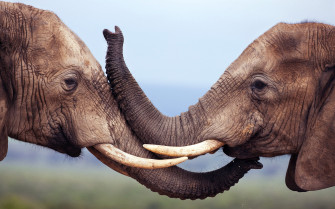 Elephant Desktop Wallpaper