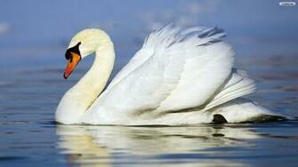 Swan Wallpaper Photo Desktop