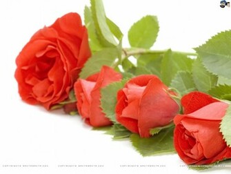 Santabanta Nature Rose Wallpaper