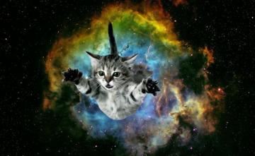 Cat Galaxy Wallpaper On