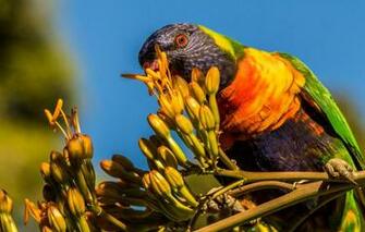 Wallpaper Flowers Background Bird Branch Parrot Lori Rainbow