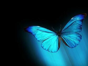 Una De Las Maravillas Del Mundo Animal Mariposas Fondos Pantalla