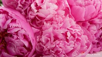 Peonies Widescreen Wallpaper