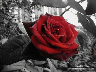 Of Roses Barkarole Red Rose On Black And White Background Picture
