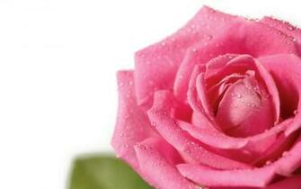 Pink Rose White Background Wallpaper