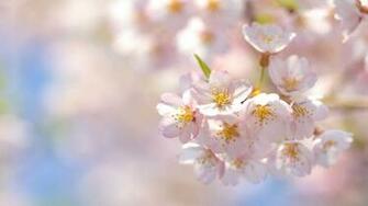 Spring Season Wallpaper Of Poets