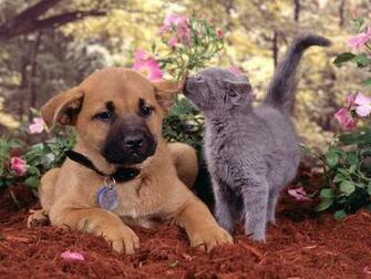 Dogs And Cats Vs Wallpaper