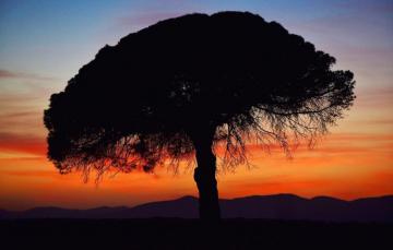 Wallpaper Sunset Tree Silhouette Image For Desktop Section