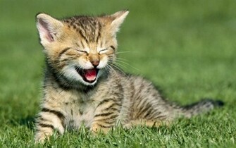 Cute Kitten Kittens Wallpaper