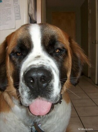 Saint Bernard Wallpaper Pictures Breed Information
