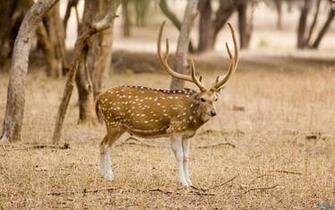 Deer HD Wallpaper Desktop Background For