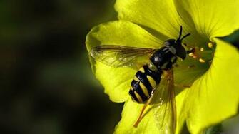 Description Bee In Flowers Wallpaper Is A Hi Res For Pc