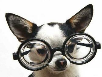 Funny Chihuahua Wallpaper For Your Computer Desktop