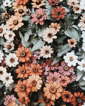 Aesthetic HD iPhone Wallpaper Flowers