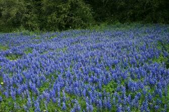 Texas Bluebonnet Field By Vvvfotoguy