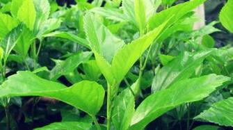 Pure Green Nature Wallpaper Widescreen HD Without Eiditing