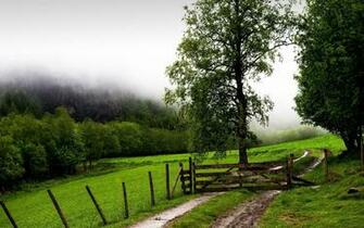 Green Meadow In The Forest High Quality Wallpaper