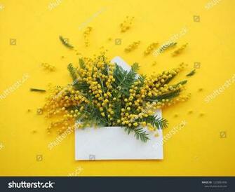 Brunches Of Beautiful Mimosa Flower On Yellow Background Ad