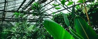 The Greenhouse Relaxing Wallpaper HD Stores