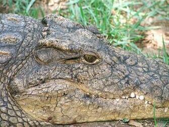Crocodile Wallpaper Image And Animals Pictures
